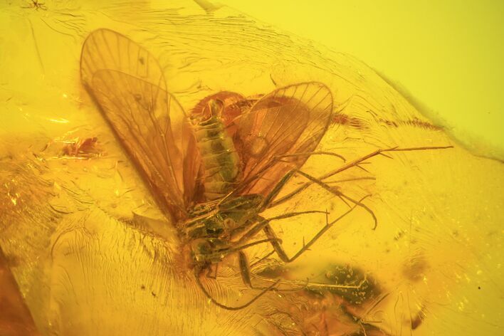 Detailed Fossil Insect (Unidentified) In Baltic Amber #38889